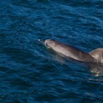 The Dolphin Discovery Cruise in Nelson Bay